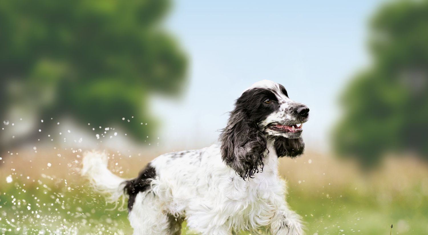 Dry dog food  for mature dogs of medium breeds